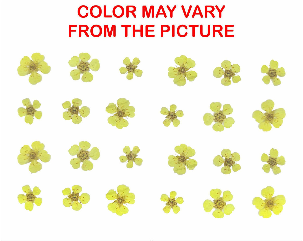 My Store NATURAL FLOWER YELLOW PLUM BLOSSOM PRESSED FLOWER