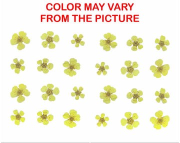 My Store NATURAL FLOWER YELLOW PLUM BLOSSOM PRESSED FLOWER