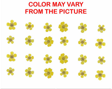 My Store NATURAL FLOWER G.YELLOW PLUM BLOSSOM PRESSED FLOWER