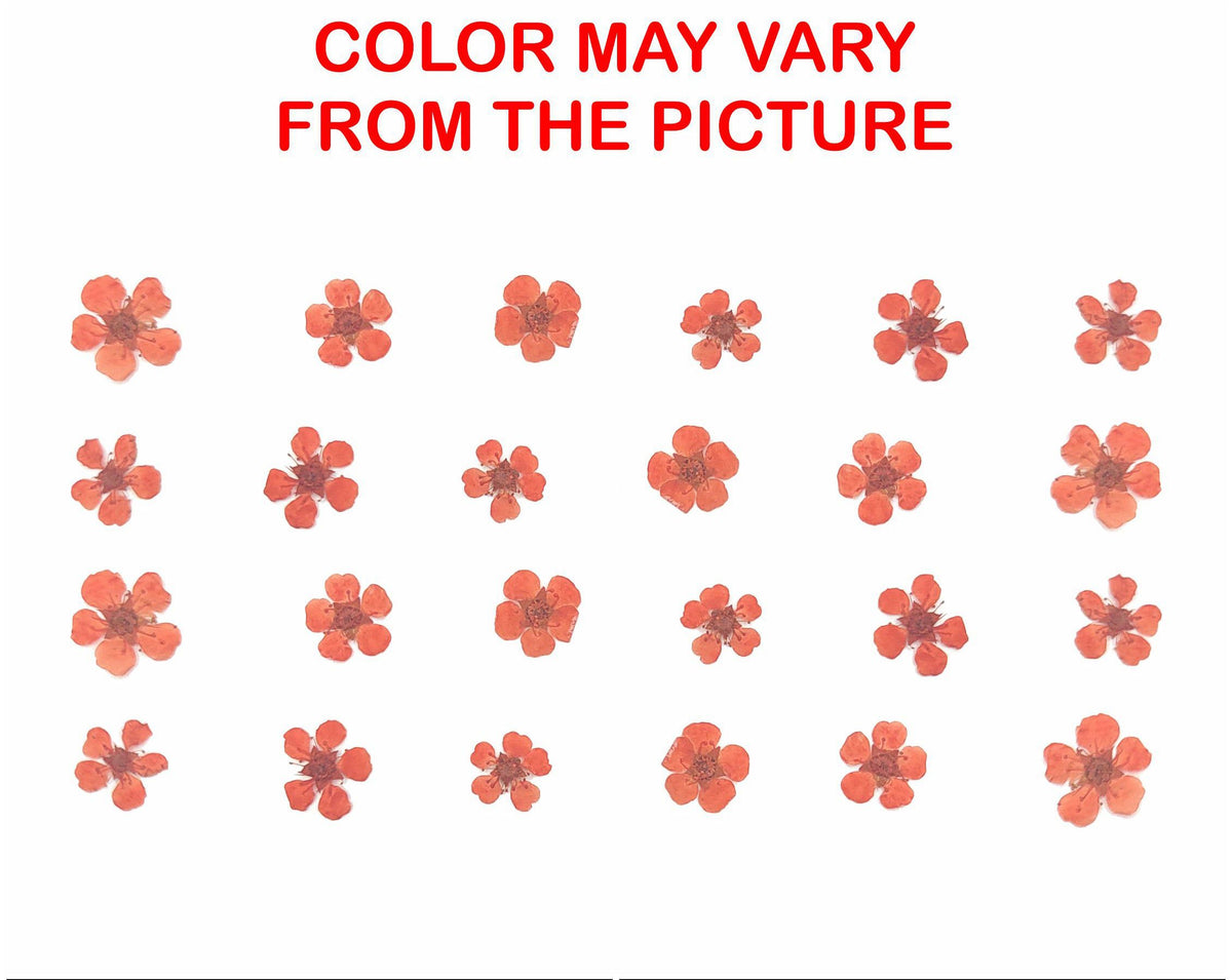 My Store NATURAL FLOWER ORANGE PLUM BLOSSOM PRESSED FLOWER