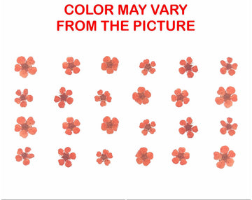 My Store NATURAL FLOWER ORANGE PLUM BLOSSOM PRESSED FLOWER