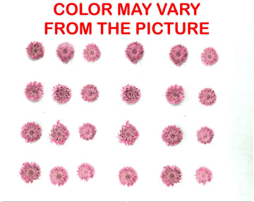 My Store NATURAL FLOWER MINI PINK DRIED SUN FLOWER